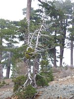 Ancient Black Pine in Troodos mountains Cyprus